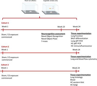 Cigarette Smoke Exposure Induces Neurocognitive Impairments and Neuropathological Changes in the Hippocampus